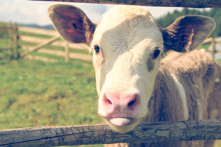 cut down on meat and dairy products cute picture of a cow looking at the camera