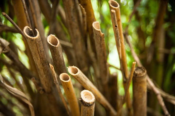 bamboo shoots 